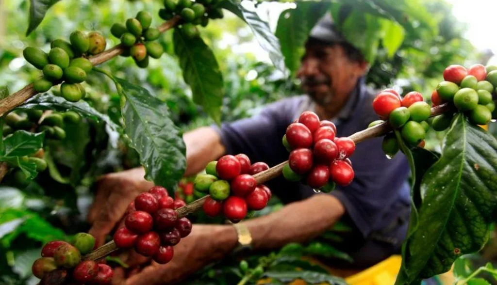 Pueblos Paisas - Betulia Cafe